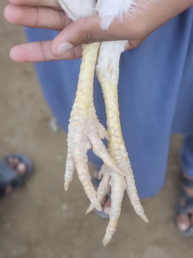 Cheeni aseel murgi for sale — photo 5