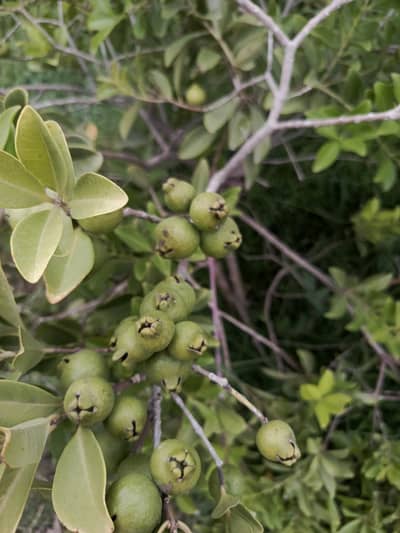 Plants Cutting and  Reports planta and New plants Care