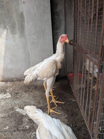 King Size German white oh Shamo