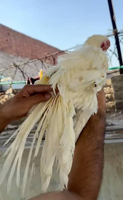 for sale beautiful birds