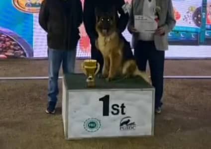 GERMAN SHEPHERD YOUNG CONFIRM BREEDER FEMALE