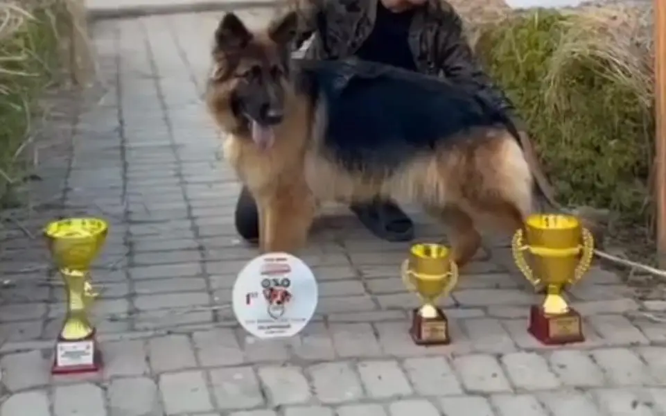 GERMAN SHEPHERD YOUNG CONFIRM BREEDER FEMALE — photo 2
