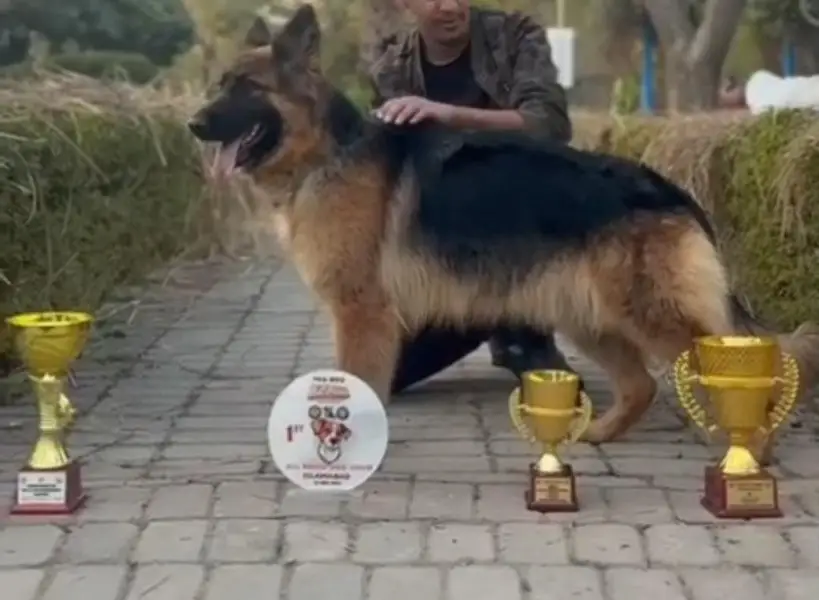 GERMAN SHEPHERD YOUNG CONFIRM BREEDER FEMALE — photo 3