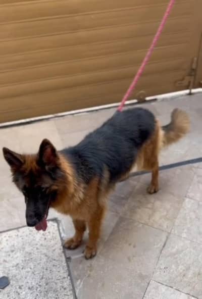 GERMAN SHEPHERD YOUNG CONFIRM BREEDER FEMALE
