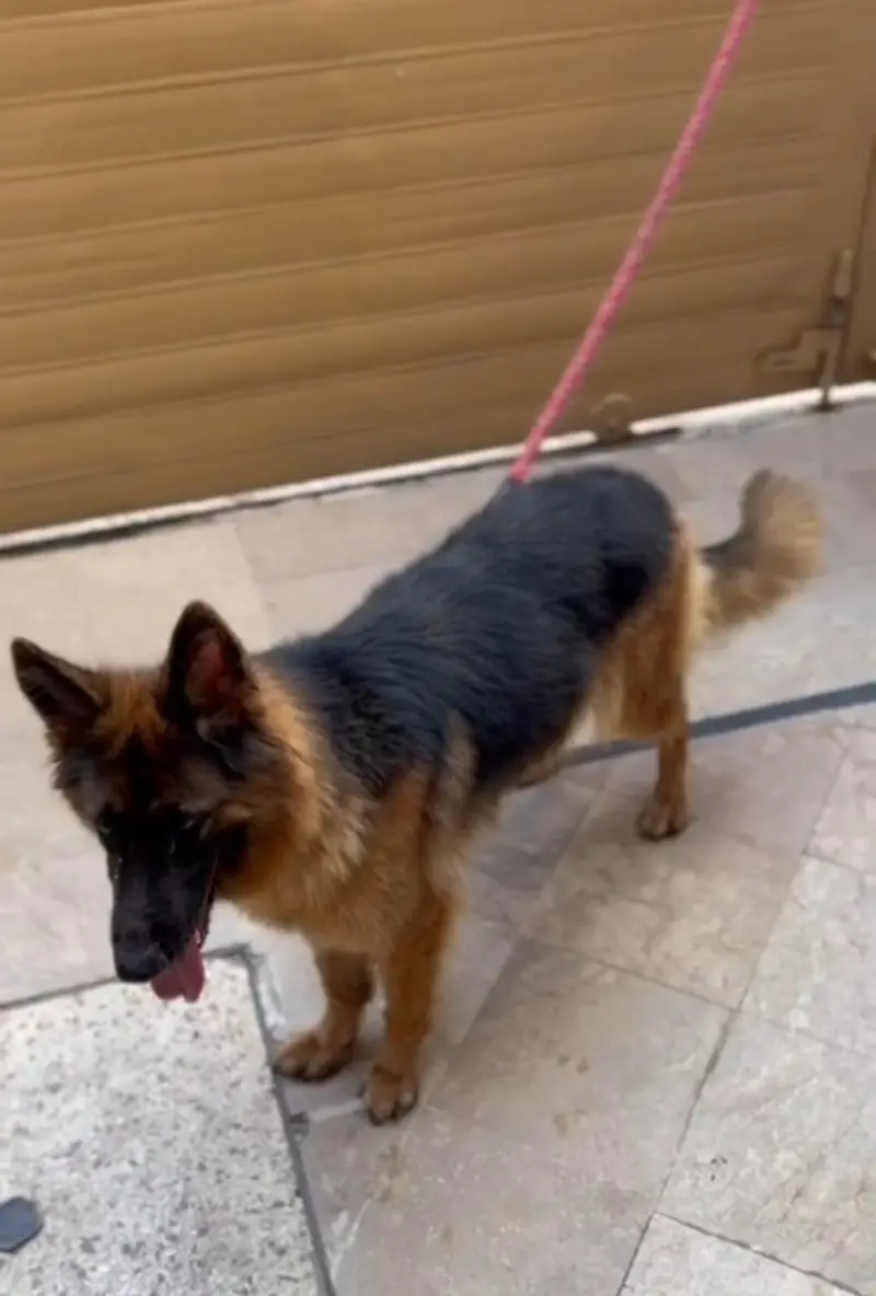 GERMAN SHEPHERD YOUNG CONFIRM BREEDER FEMALE — photo 4