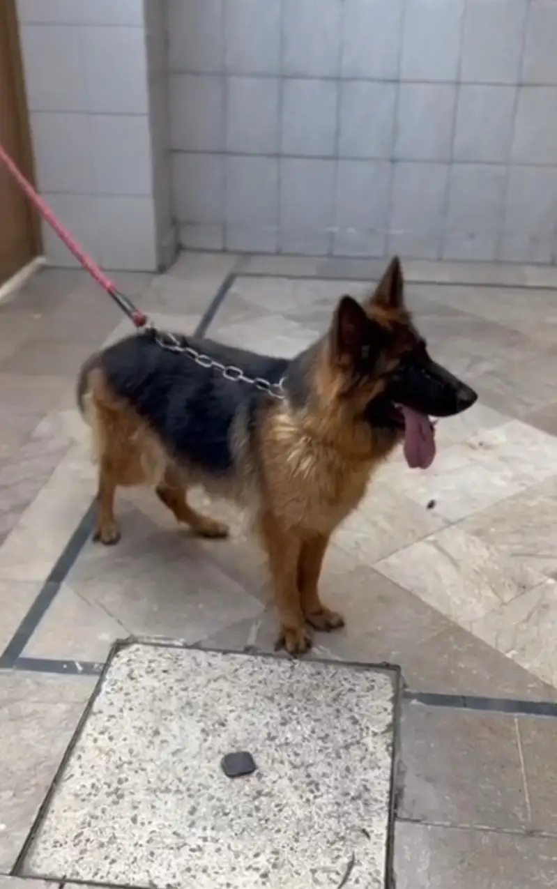 GERMAN SHEPHERD YOUNG CONFIRM BREEDER FEMALE — photo 5