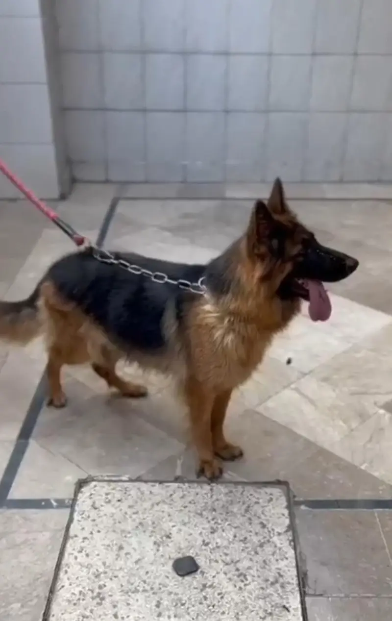 GERMAN SHEPHERD YOUNG CONFIRM BREEDER FEMALE — photo 6