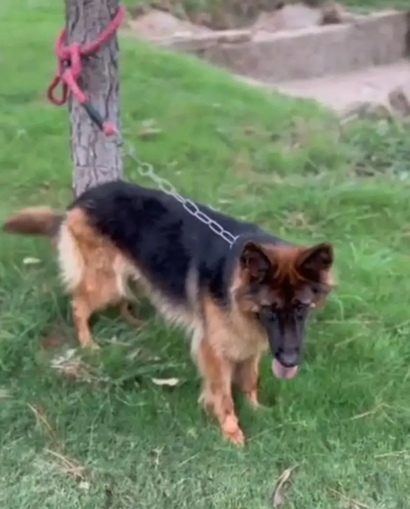 GERMAN SHEPHERD YOUNG CONFIRM BREEDER FEMALE — photo 7