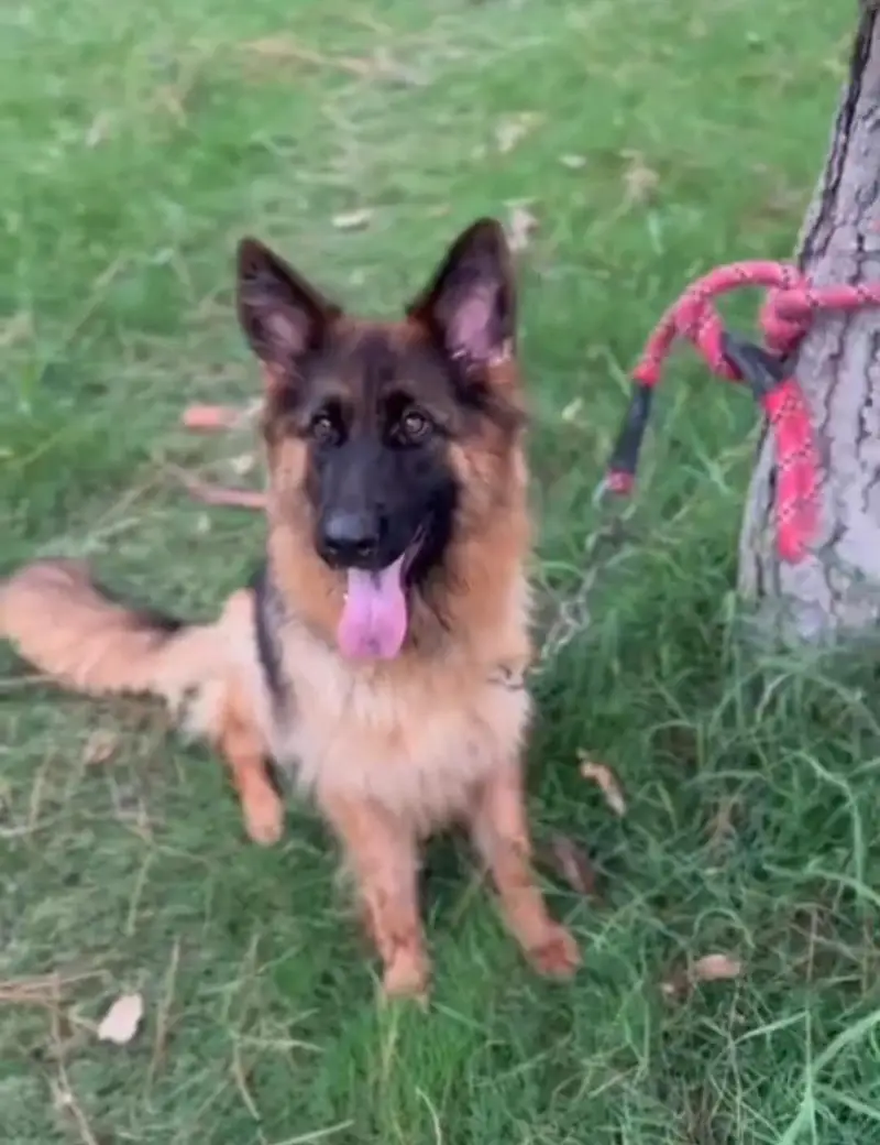 GERMAN SHEPHERD YOUNG CONFIRM BREEDER FEMALE — photo 8