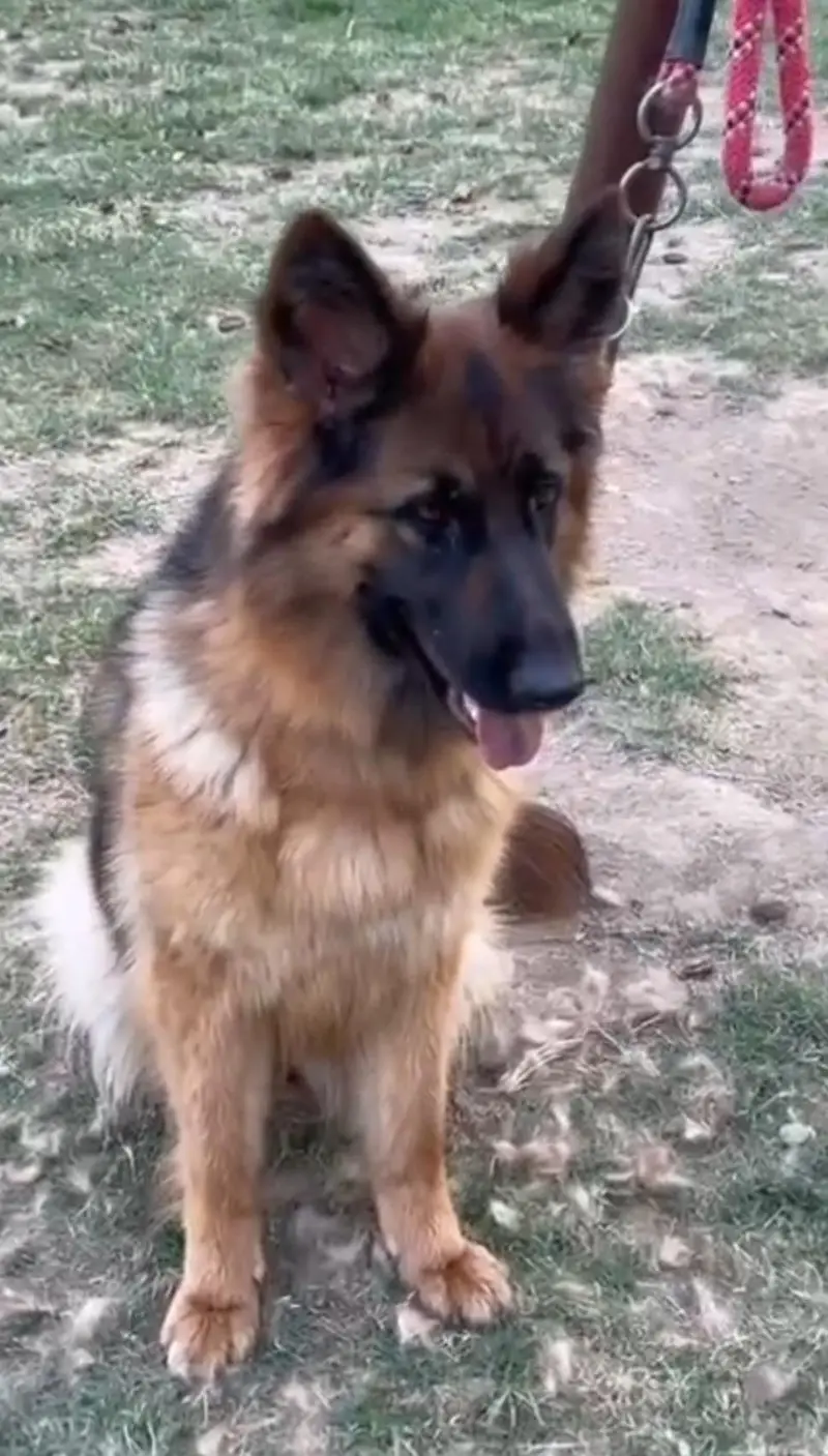 GERMAN SHEPHERD YOUNG CONFIRM BREEDER FEMALE — photo 9