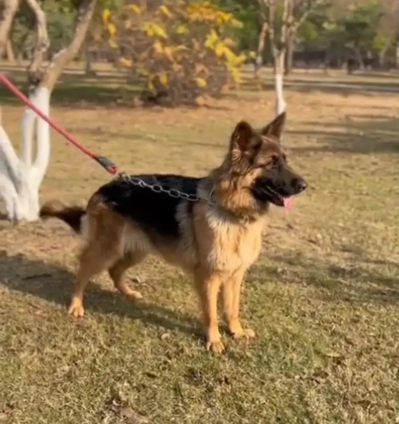 GERMAN SHEPHERD YOUNG CONFIRM BREEDER FEMALE — photo 10