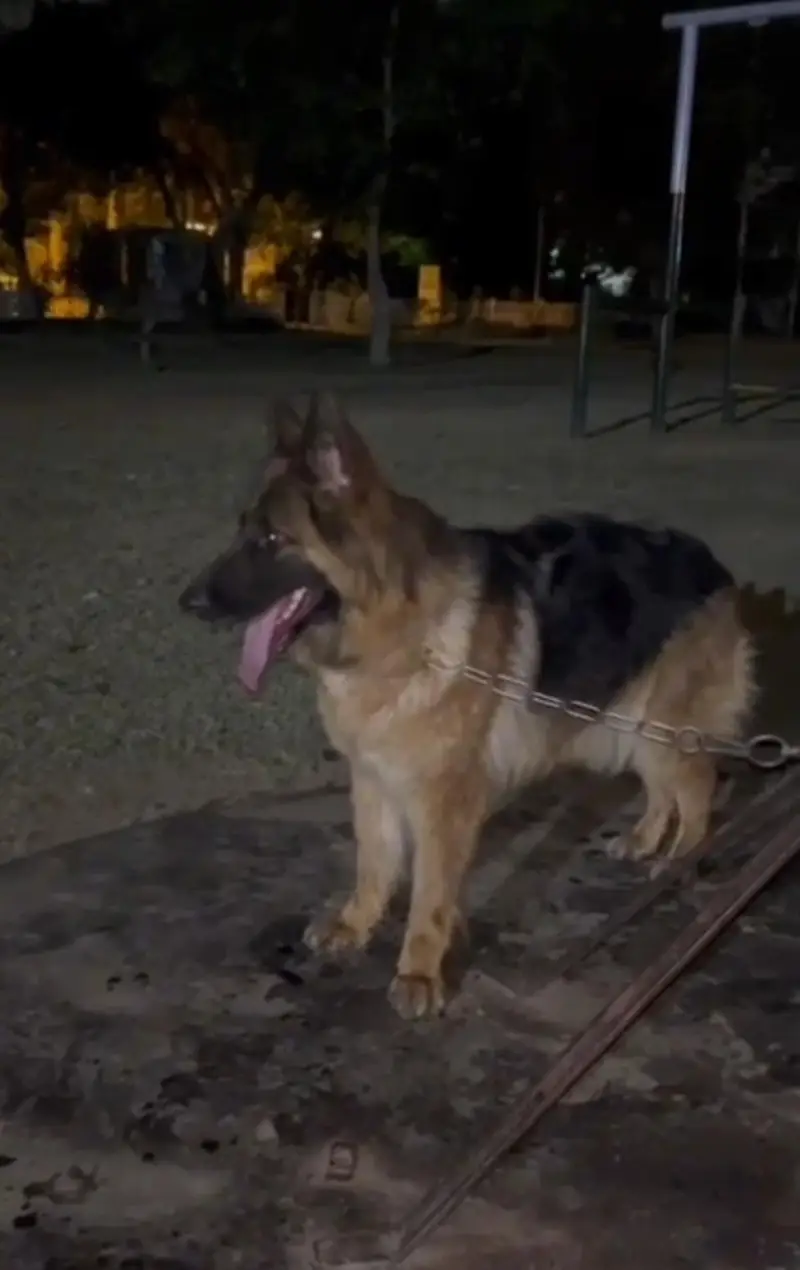 GERMAN SHEPHERD YOUNG CONFIRM BREEDER FEMALE — photo 11
