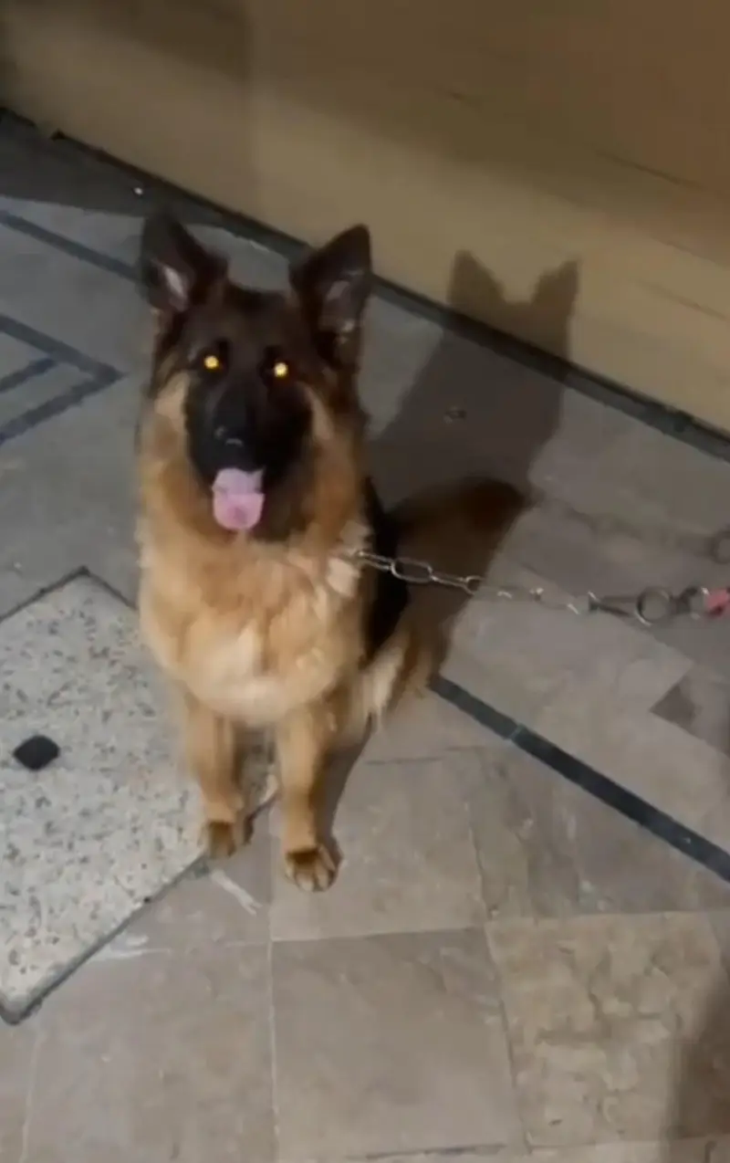 GERMAN SHEPHERD YOUNG CONFIRM BREEDER FEMALE — photo 12