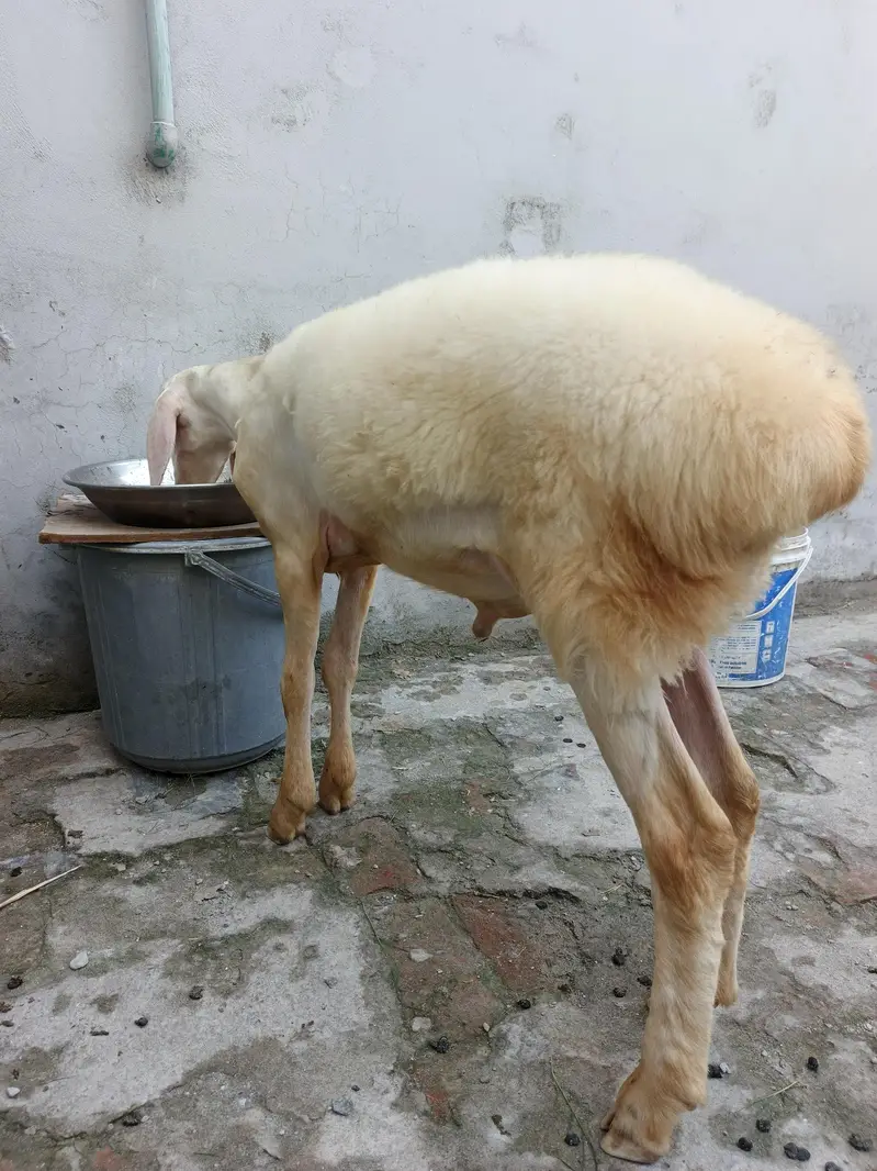 Pure Gulabi Bacha For Sale — photo 3
