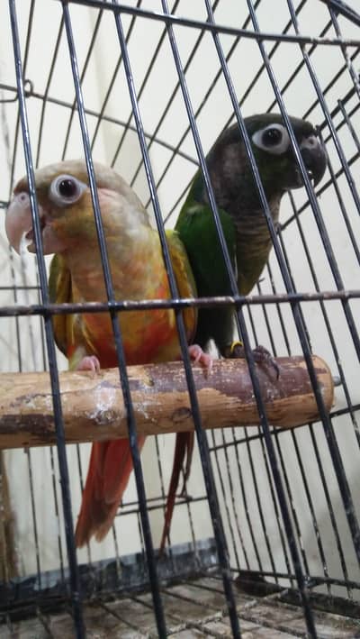 Cnoure Pair