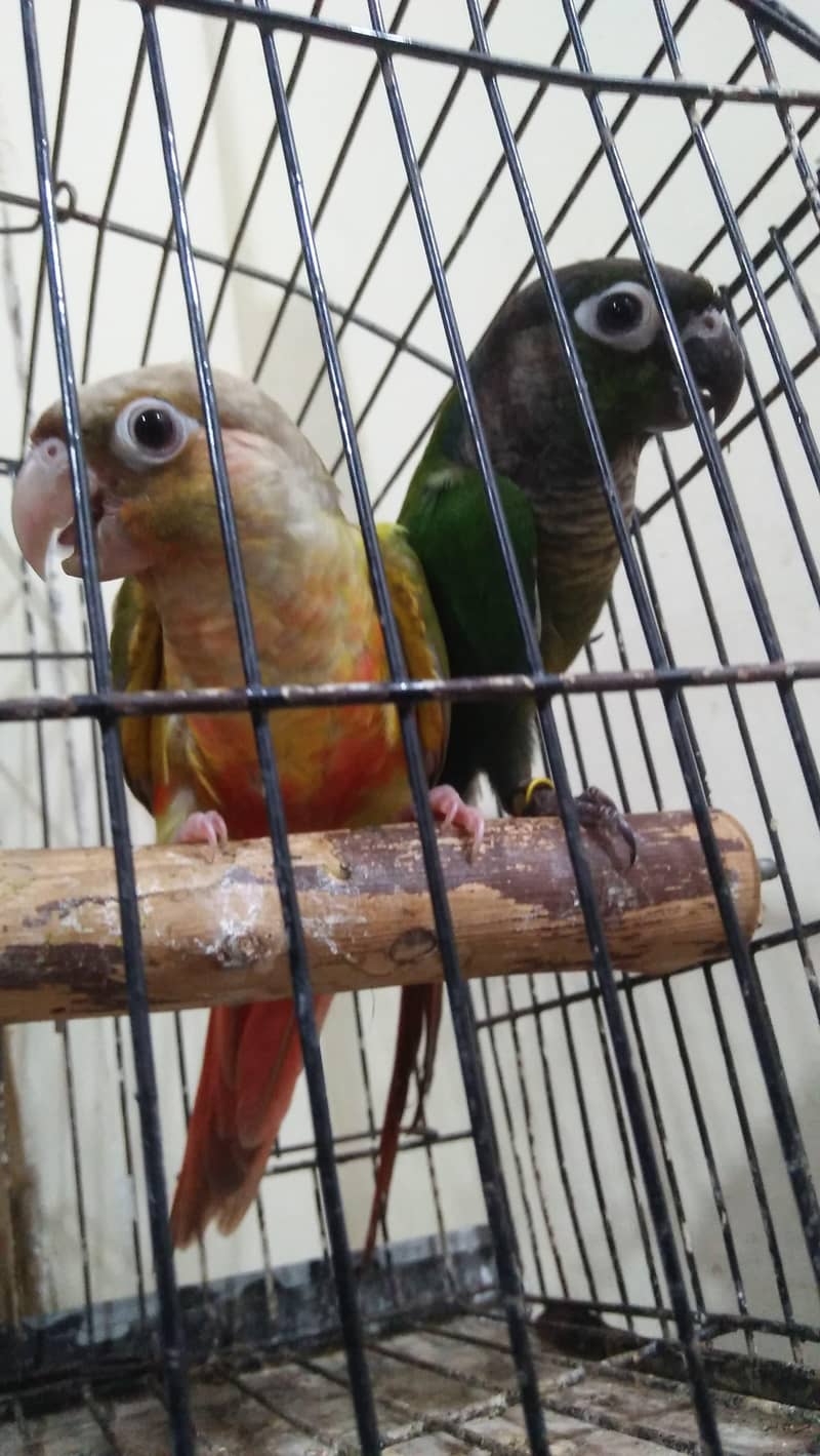 Cnoure Pair 0