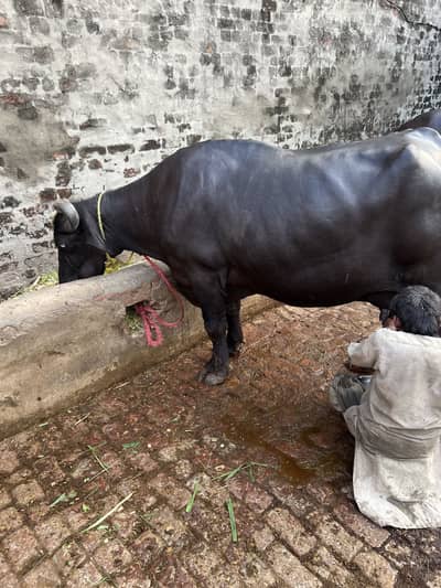 Buffalo for sale