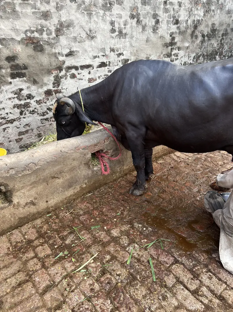 Buffalo for sale — photo 2