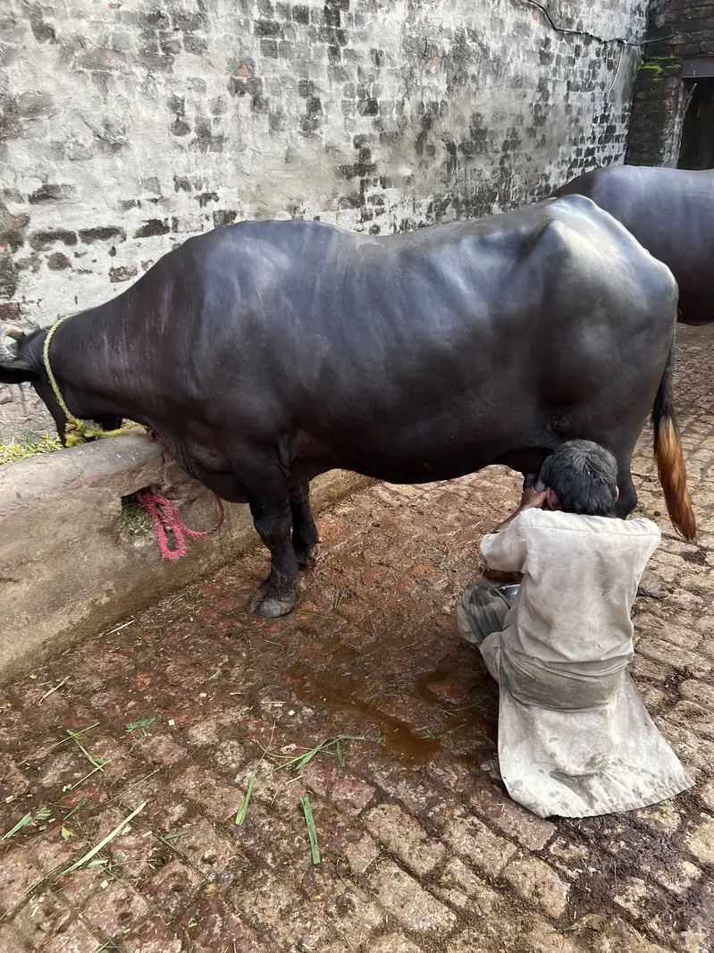 Buffalo for sale — photo 3
