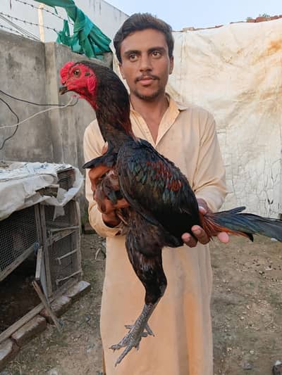 Aseel For sale