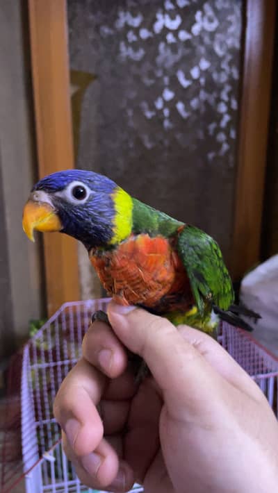 Lory self chick