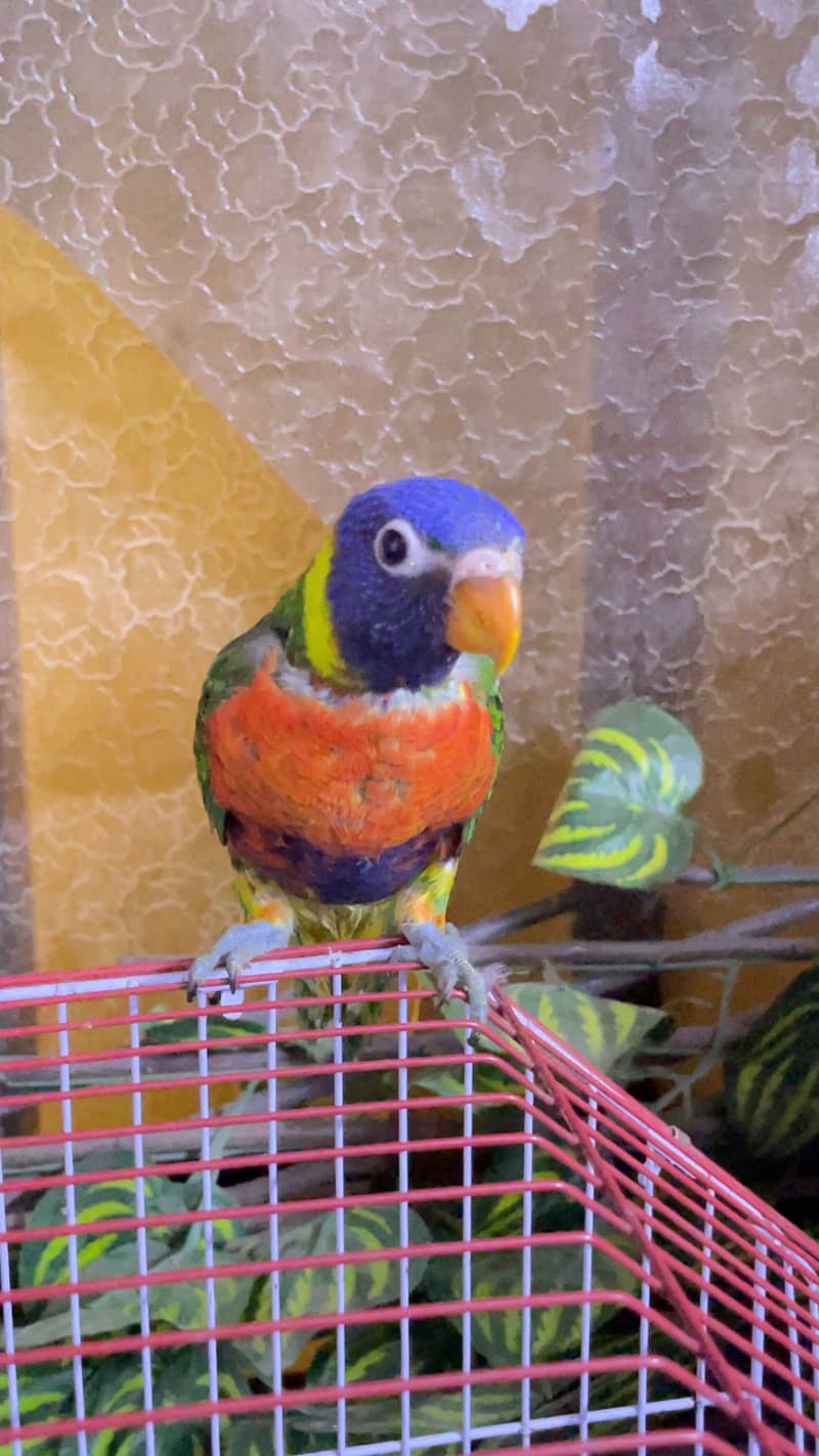 Lory self chick 1