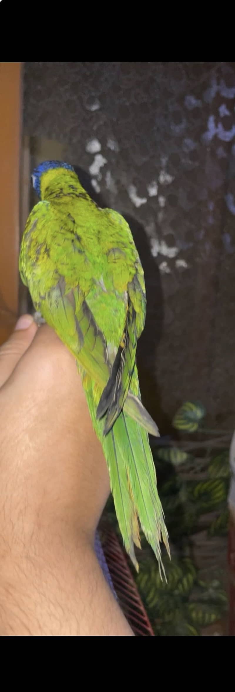 Lory self chick 2