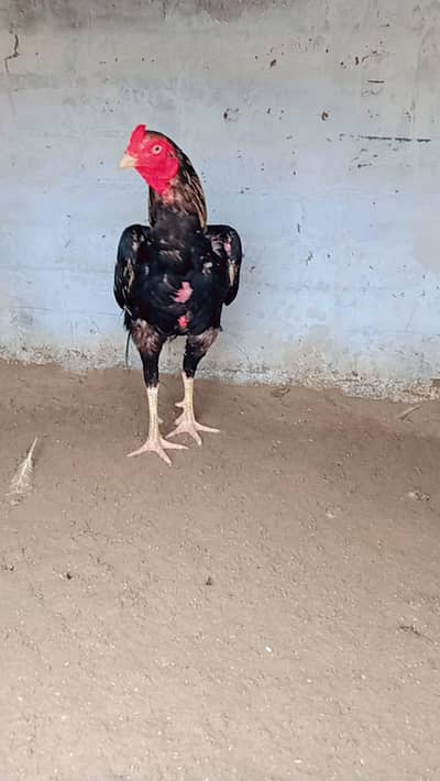 mahsallah chez shoq wali ha so Kam bas rabbta kara