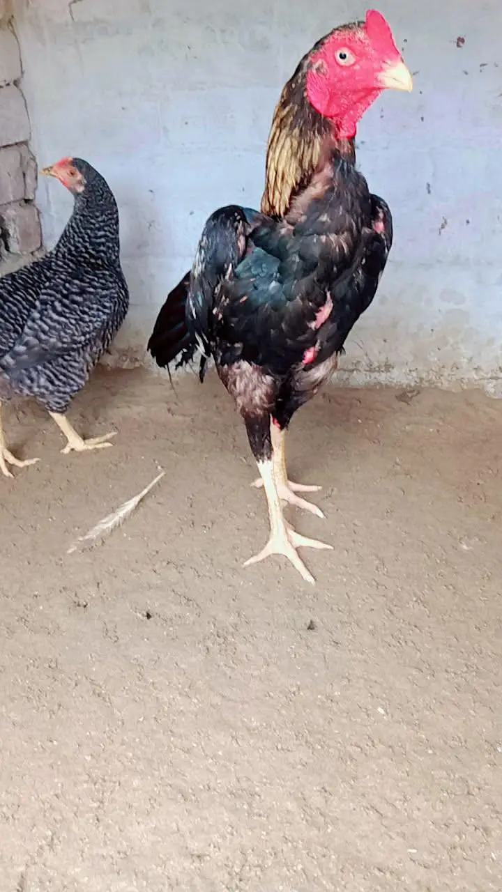 mahsallah chez shoq wali ha so Kam bas rabbta kara — photo 2