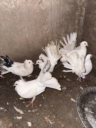 Lucky pigeons