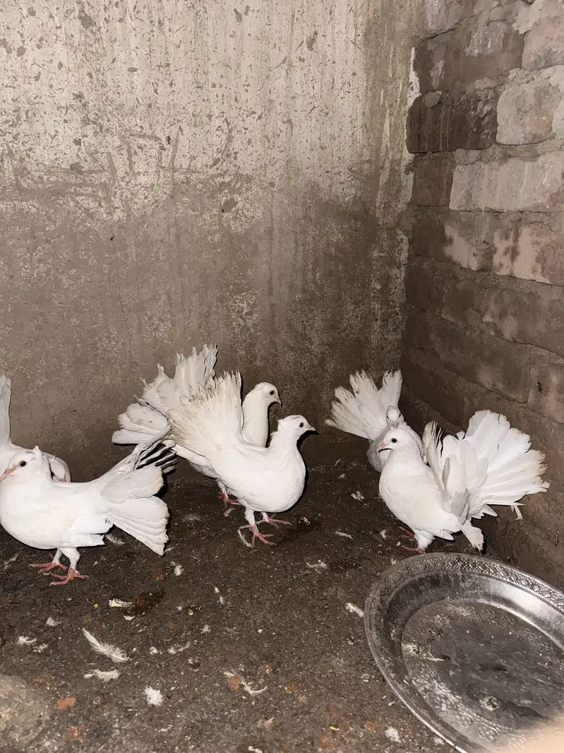 Lucky pigeons — photo 2