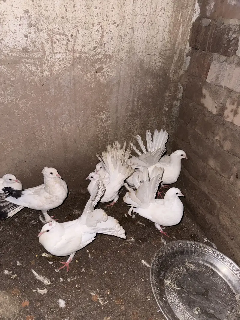 Lucky pigeons — photo 3