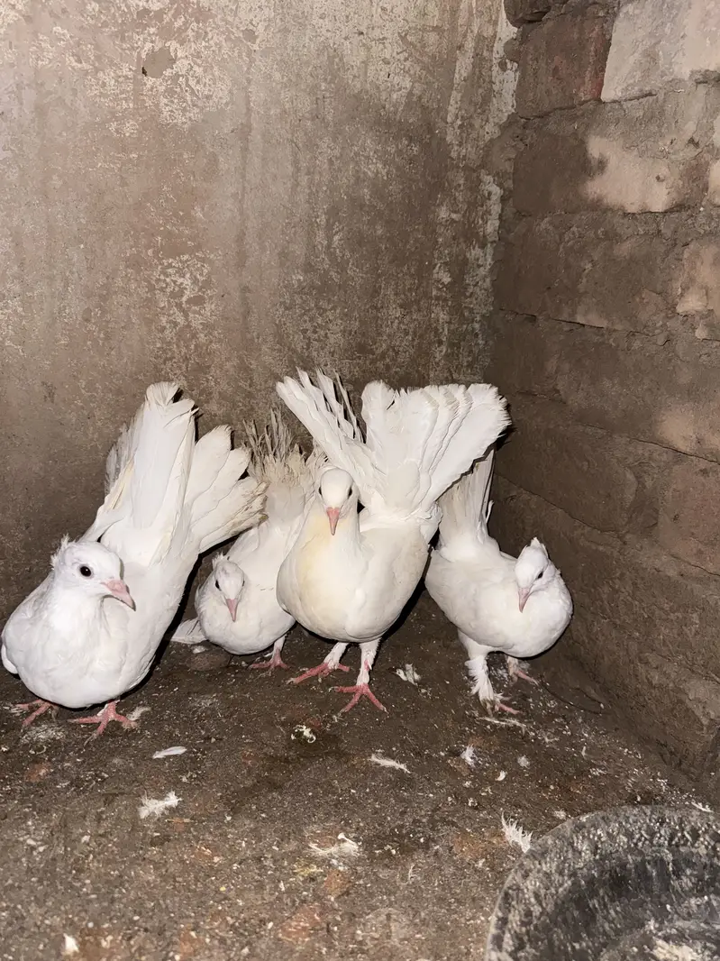 Lucky pigeons — photo 4