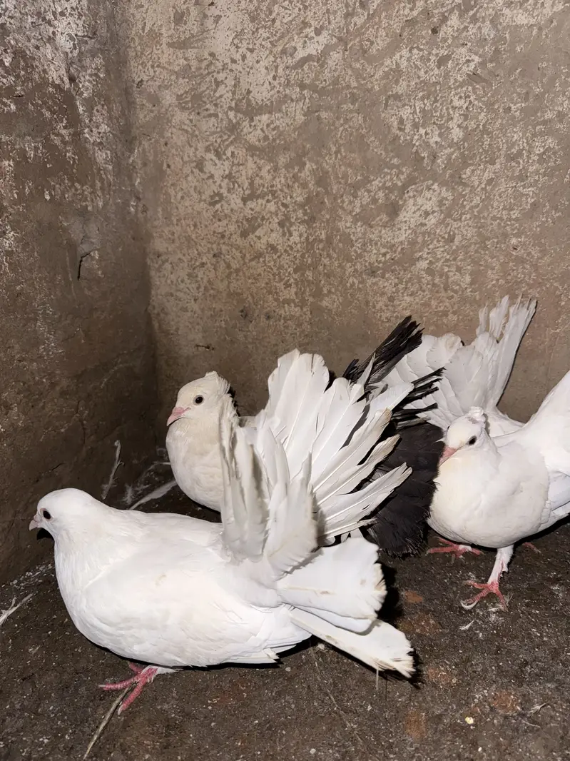 Lucky pigeons — photo 5