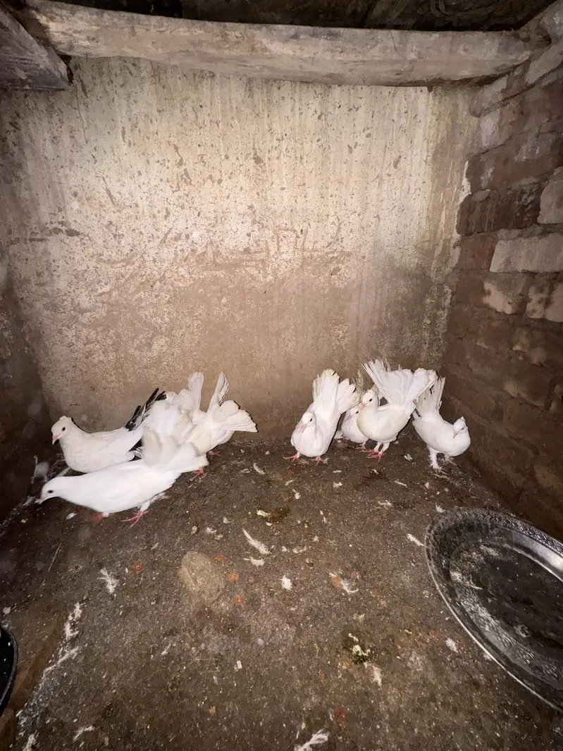 Lucky pigeons — photo 6