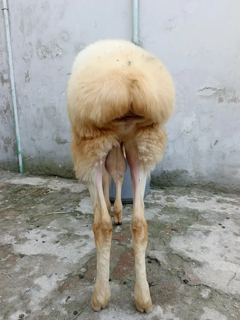 Pure Gulabi Bacha For Sale — photo 2