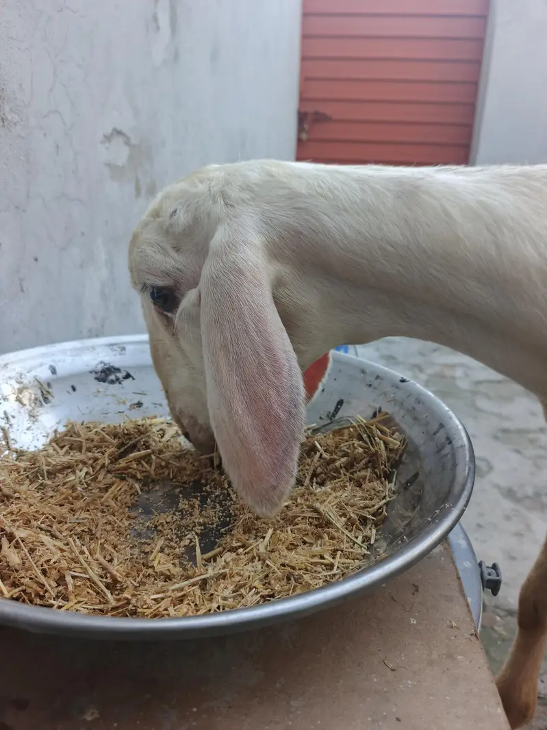 Pure Gulabi Bacha For Sale — photo 4