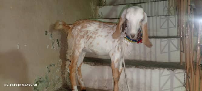 makicheni baby goat