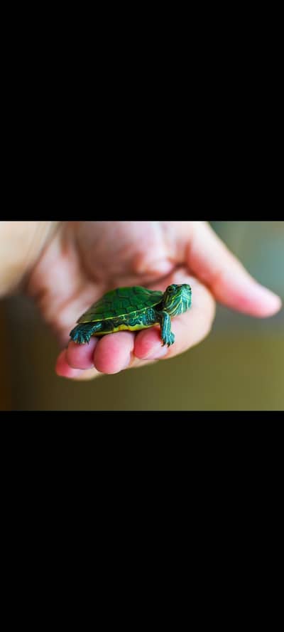 turtles healthy and active 03268301979