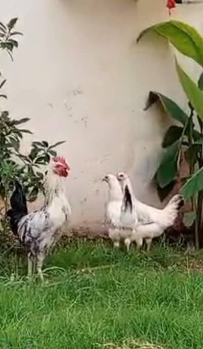 hens for sale