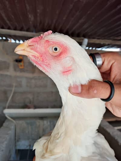 heera aseel female for sell