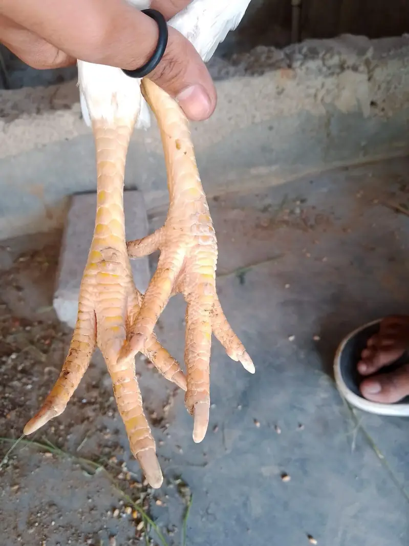heera aseel female for sell — photo 2