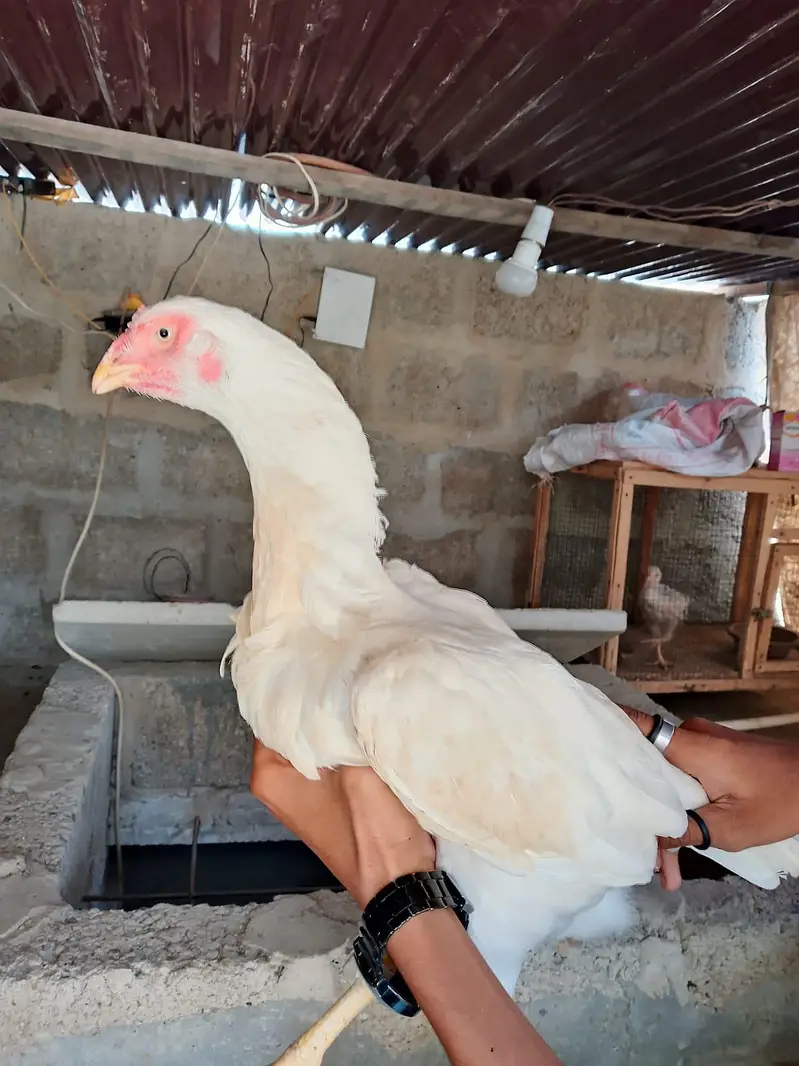 heera aseel female for sell — photo 3