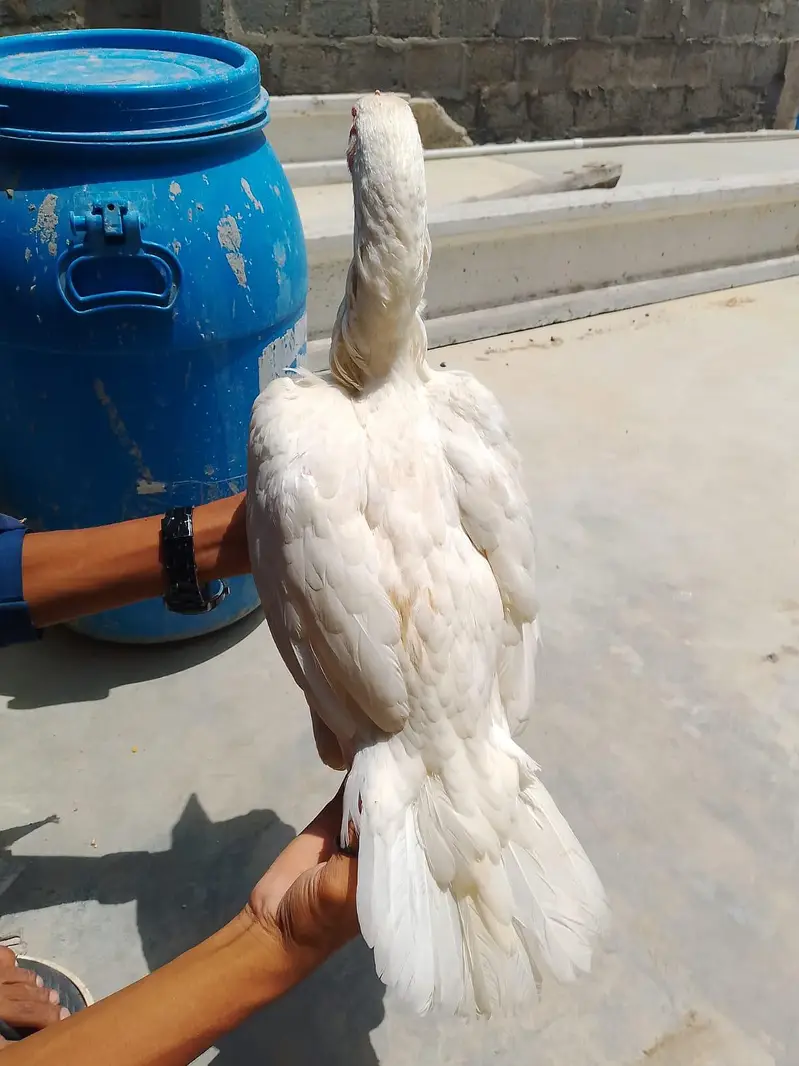 heera aseel female for sell — photo 4