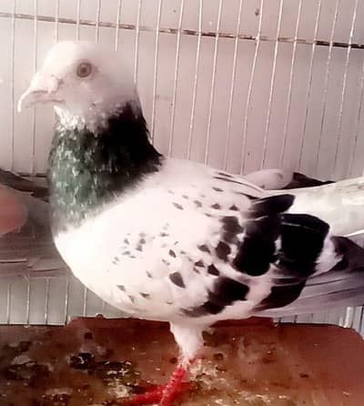 chita jungla maksi breeder male for sale