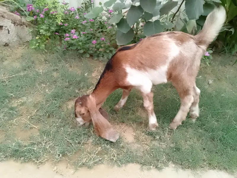 Desi bakry — photo 2
