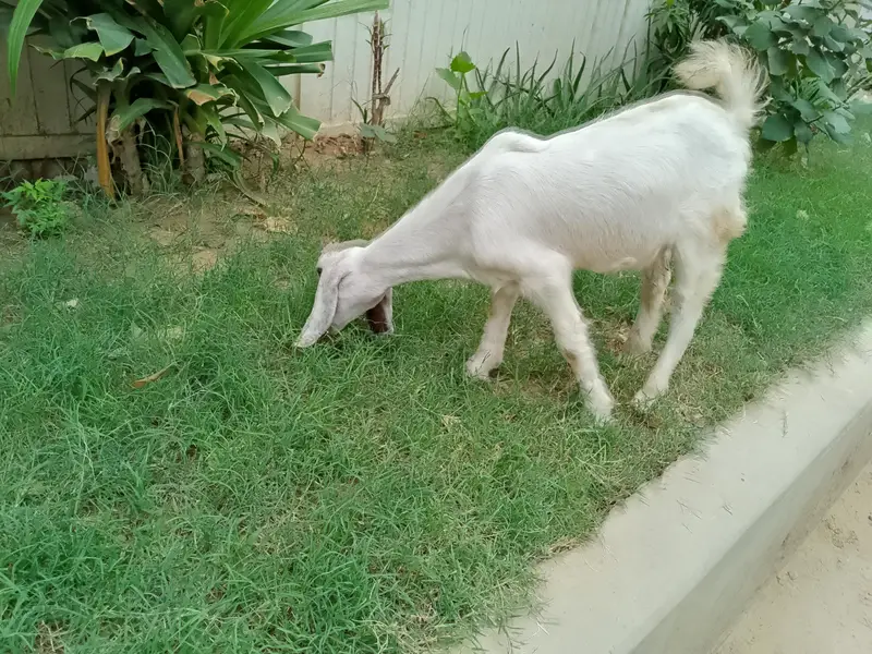 Desi bakry — photo 3