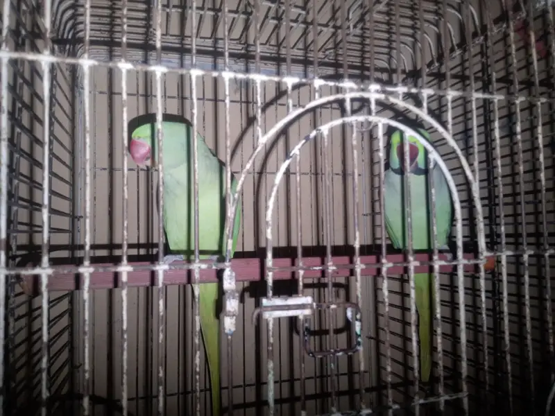 pahari talking hand tam — photo 2