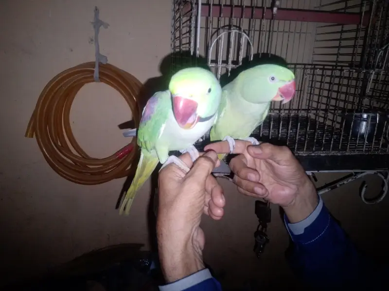 pahari talking hand tam — photo 3