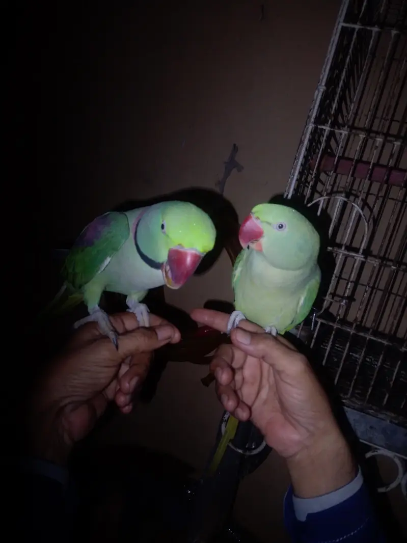 pahari talking hand tam — photo 4